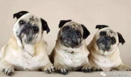 策划巴哥最新爆料视频,揭秘策划背后的秘密与惊喜